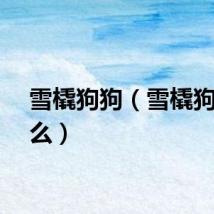 雪橇狗狗（雪橇狗吃什么）