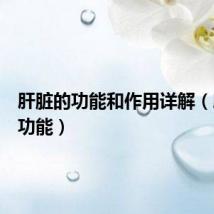 肝脏的功能和作用详解（肝脏的功能）