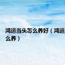 鸿运当头怎么养好(鸿运当头怎么养)