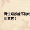 野生紫苏能不能吃（野生紫苏）