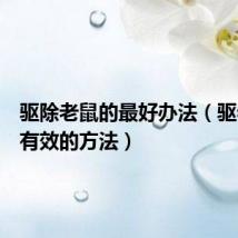 驱除老鼠的最好办法(驱老鼠最有效的方法)