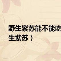 野生紫苏能不能吃（野生紫苏）