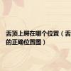 舌顶上腭在哪个位置（舌顶上腭的正确位置图）