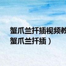 蟹爪兰扦插视频教程（蟹爪兰扦插）