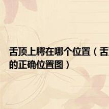 舌顶上腭在哪个位置(舌顶上腭的正确位置图)