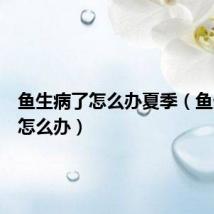 鱼生病了怎么办夏季(鱼生病了怎么办)