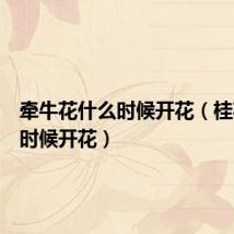 牵牛花什么时候开花(桂花什么时候开花)
