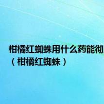 柑橘红蜘蛛用什么药能彻底消灭(柑橘红蜘蛛)