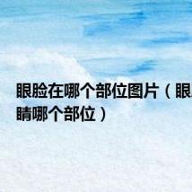 眼脸在哪个部位图片(眼脸是眼睛哪个部位)