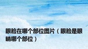 眼脸在哪个部位图片（眼脸是眼睛哪个部位）
