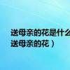 送母亲的花是什么花（送母亲的花）