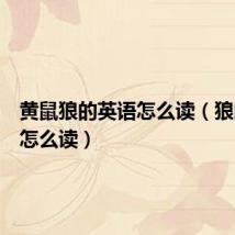黄鼠狼的英语怎么读(狼的英语怎么读)