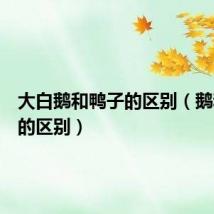 大白鹅和鸭子的区别(鹅和鸭子的区别)