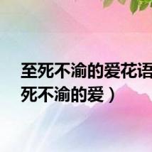 至死不渝的爱花语（至死不渝的爱）