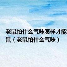 老鼠怕什么气味怎样才能驱赶老鼠(老鼠怕什么气味)