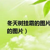 冬天树挂霜的图片(霜的图片)