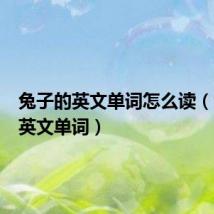兔子的英文单词怎么读(兔子的英文单词)