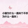 小猫为什么一直叫个不停（小猫为什么一直叫）