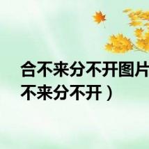 合不来分不开图片（合不来分不开）