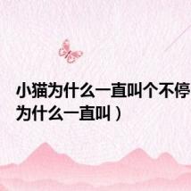 小猫为什么一直叫个不停（小猫为什么一直叫）