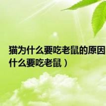 猫为什么要吃老鼠的原因(猫为什么要吃老鼠)