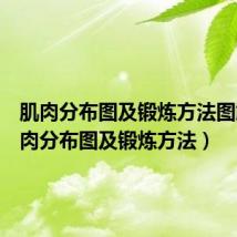 肌肉分布图及锻炼方法图解(肌肉分布图及锻炼方法)