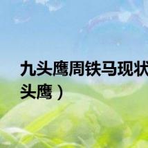九头鹰周铁马现状（九头鹰）