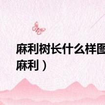 麻利树长什么样图片（麻利）