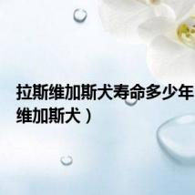 拉斯维加斯犬寿命多少年(拉斯维加斯犬)