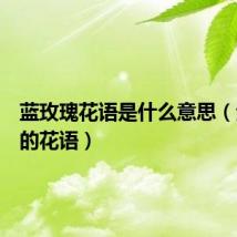 蓝玫瑰花语是什么意思(紫玫瑰的花语)