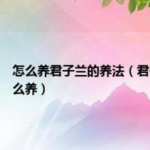 怎么养君子兰的养法(君子兰怎么养)