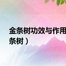 金条树功效与作用（金条树）