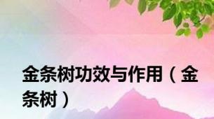 金条树功效与作用（金条树）
