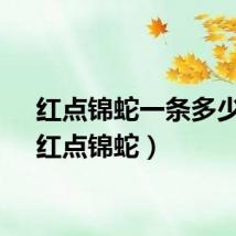 红点锦蛇一条多少元（红点锦蛇）