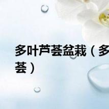 多叶芦荟盆栽（多叶芦荟）