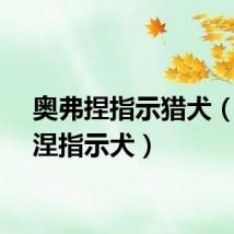 奥弗捏指示猎犬（奥弗涅指示犬）