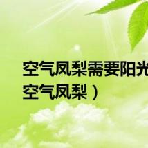 空气凤梨需要阳光吗（空气凤梨）