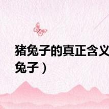 猪兔子的真正含义（猪兔子）