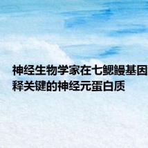神经生物学家在七鳃鳗基因组中注释关键的神经元蛋白质